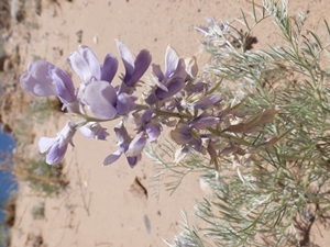 Sophora stenophylla